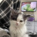 미모고양이 이미지