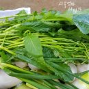 김치 특강 이미지