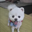 홍지연애견샵