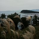 갈대이야기 이미지