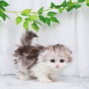 순한고양이 이미지