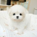 야옹아멍멍해봐 강아지고양이 군산점 | 오산강아지분양 빠삐용 믿음가요 (feat. 화성 송탄. 고덕)