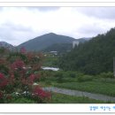 영천시 경계 도로옆 티스토리