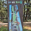 송림경로당 | 포항 송도 솔밭 도시 숲 맨발걷기 소나무 맥문동 숲 걷기 좋은 곳