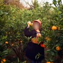 당하농장 이미지