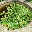 녹차농원 이미지