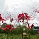 기룡솔밭 이미지