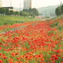 임실꽃화원 이미지