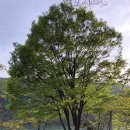 애룡원두막 이미지