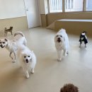 슈퍼해피독 이미지