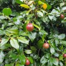 세화 동백그늘 이미지