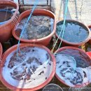 신선횟집 이미지