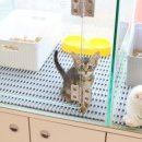 광주 고양이분양 브로스펫 이미지