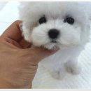 로얄펫 강아지분양 고양이분양 전주본점 이미지