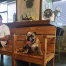 킹콩하우스 애견카페 이미지