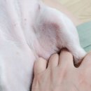 달리애견 | 강아지 쿨매트 추천 대리석 아빠 애견매트 사용후기