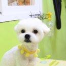 강실장펫살롱 이미지