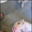 멍쉬멜로 | 배곧애견카페 멍쉬멜로 남자친구랑 특별한 데이트 다녀왔어요