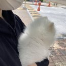 포미호떡 이미지