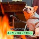 강릉 주문진 글램핑 오토캠핑장 반려견과 떠나는 힐링여행! 애견동반 추천