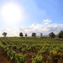 포도가 있는 풍경 이미지