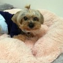 보리네펫미용 이미지