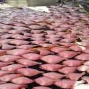 강동참가자미 이미지