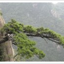 흙과소나무 이미지