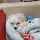 뿌리네 애견샵 이미지