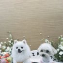 댕린이 보호구역 이미지