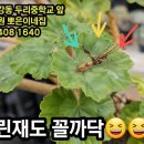 커다란? 노린재도 한방에~ 쓸만하다니깐요~😄😄😄 친환경살충제 이미지