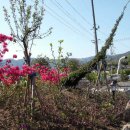 행복펜션민박 이미지