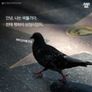 비둘기
