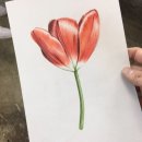 힐링보태니컬아트 이미지