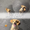 포독 | 남양주 입장 제한없는 무인 강아지실내운동장 필드포독 대관 후기