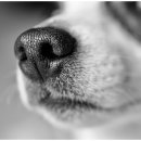 안양동물병원 이미지