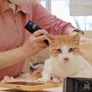 무마취 고양이 미용실 반할고양 이미지