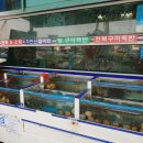 남강전복 이미지