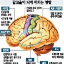 인간의 뇌와 신경 이미지