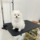 멍뭉이 살롱 이미지