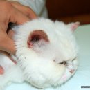 태전동물병원 이미지