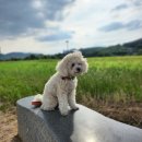 금호강하중도 | [보리의 일상]대구 산책로 금호강 하중도 산책 후기