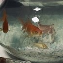 금강축산가축병원 | 삼육대학교 동물생명자원학과 (축산학과) 졸업부터 5번째 회사 취업까지