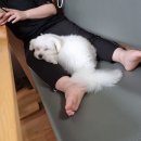 백두 동물병원 이미지
