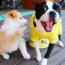 금자탑 베이커리 | 당진 맛집 추천 꽃게, 우렁쌈밥, 꽈배기