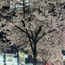 종국이두마리치킨 | [서울/서대문구] 기영이숯불치킨 신촌점 기영이숯불두마리치킨 맛집 추천 후기