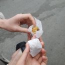 용궁연잎호두 이미지