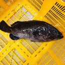 조양물산 | 노량진수산시장 성전물산 요즘 능성어 시세 맛 어떨까 ? 토요일 아침 9시 노량진 방문