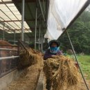 이종란농장 이미지