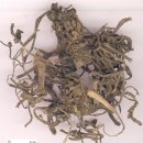 골치덩어리 잡초 쇠비름(馬齒莧- Portulaca oleracea) 효능 이미지